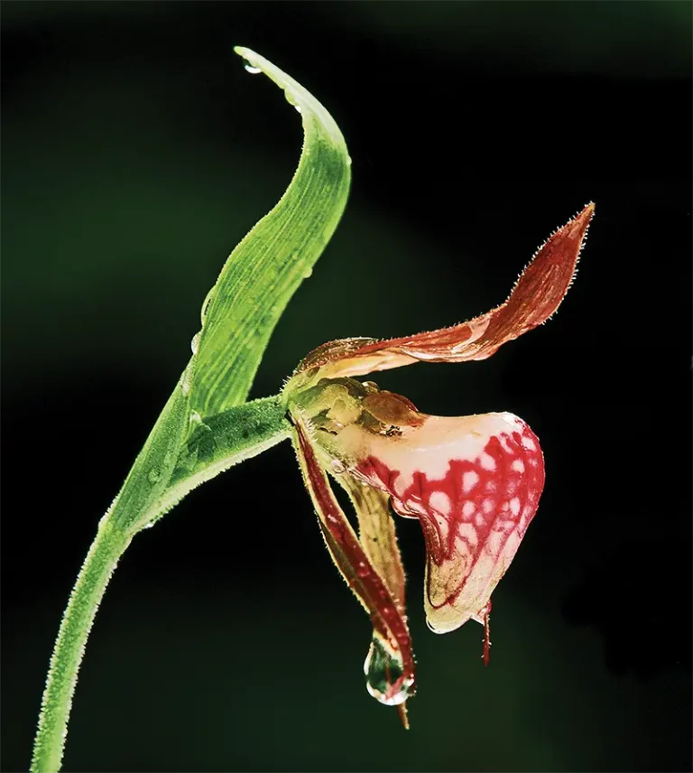 bruce peninsula orchids | Miller Family Camp