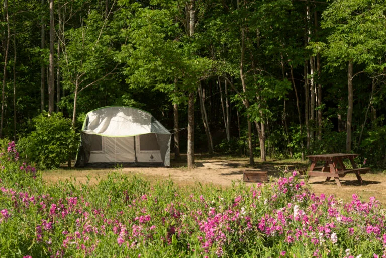 "A pristine, zero-impact campsite in the forest demonstrating ethical Leave No Trace principles."