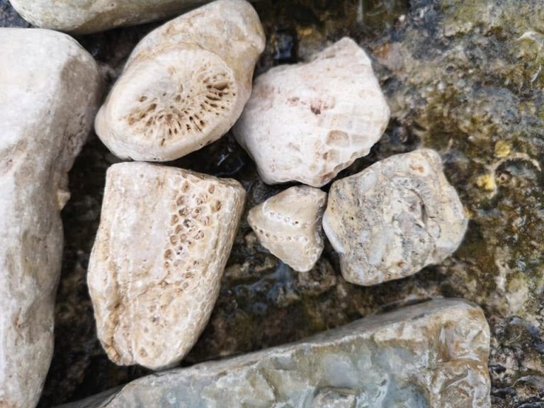 The Ancient Escarpment: A Guide to Finding Fossils and Unique Rocks Around Miller Lake