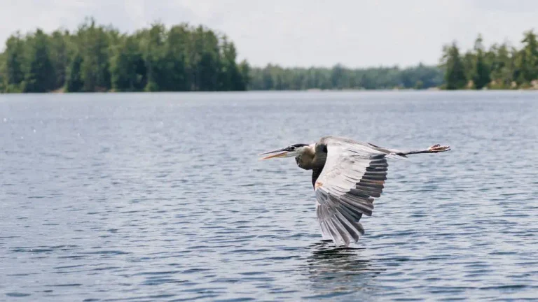 Bird Watching in the Bruce Peninsula